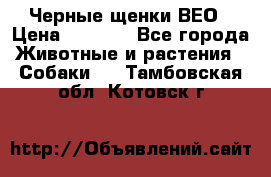 Черные щенки ВЕО › Цена ­ 5 000 - Все города Животные и растения » Собаки   . Тамбовская обл.,Котовск г.